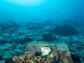 These rocks represent the majority of what I saw diving on this trip